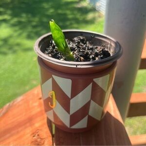 Baby Snake Plant in soil Potted In Mini Ceramic Planter 2.5”x 3.25”. “J” Initial